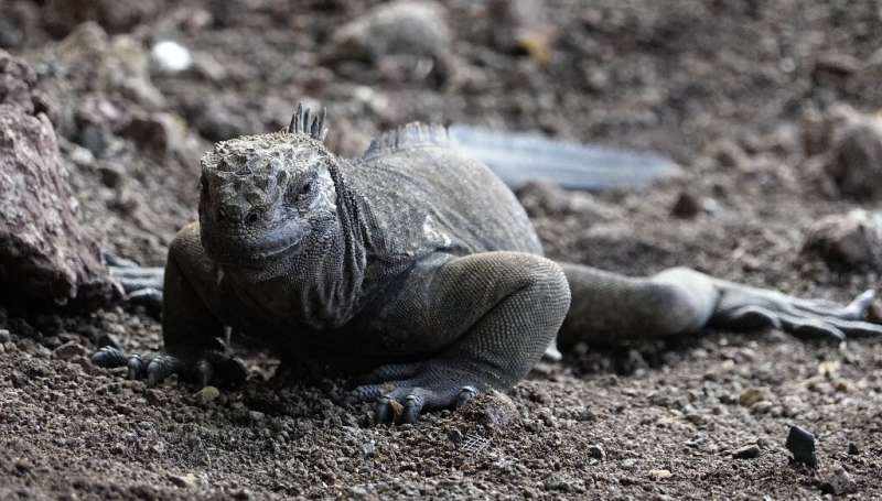 A Land Iguana (Conolophus subcristatus) is seen in Santa Cruz Island, Galapagos Archipelago, in the Pacific Ocean, 1000 km off t