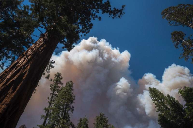 A large plume from the Washburn Fire rises over Mariposa Grove in Yosemite National Park, where rare giant sequoia trees are und