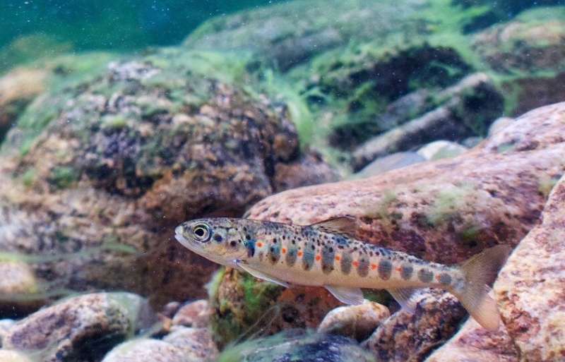 A link between early maturation and better aerobic performance identified in juvenile salmon