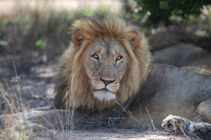 A lion rests under a tree at the Rietspruit Game Reserve in Hoedspruit on December 2, 2021