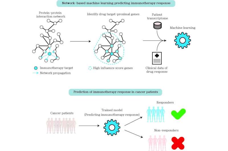 A machine learning model to predict immunotherapy response in cancer patients