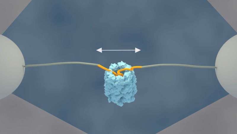 A magic top hat for protein folding