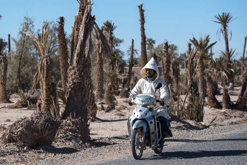 A man rides a motorcycle past dead palm trees in Morocco's Skoura, an oasis area of around 40 square kilometres, in a file pictu