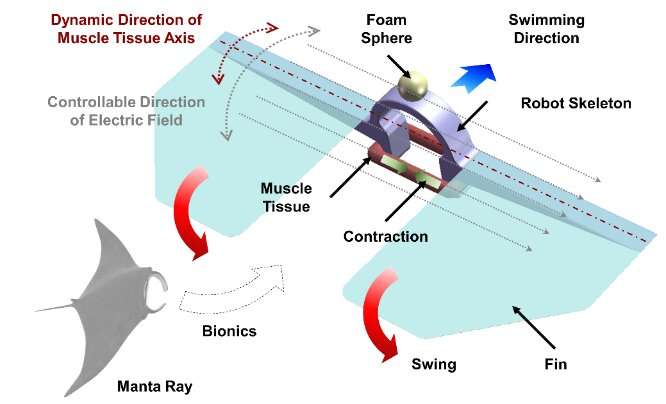 A manta ray-inspired biosyncretic robot with stable controllability by dynamic electric stimulation