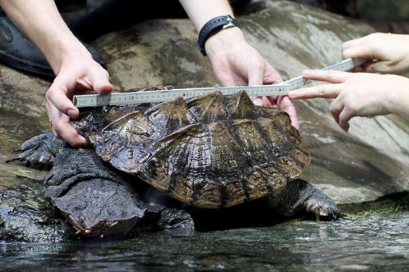 Una tortuga matamata se mide en un zoológico alemán