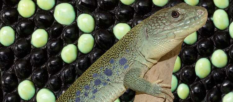 A mathematical secret of lizard camouflage - Communiqués de presse