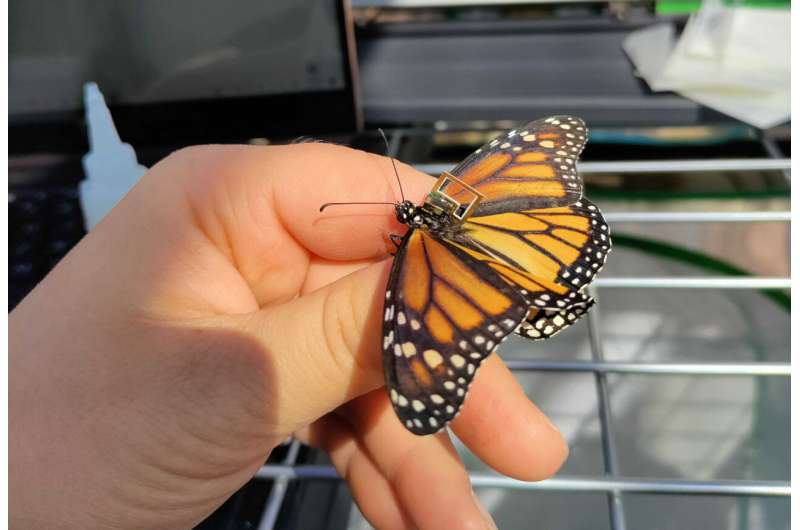 A mission to monitor migrating monarchs