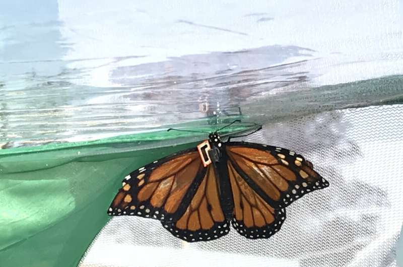 A mission to monitor migrating monarchs