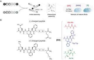 A molecular framework to bridge experimental and computer sciences for peptide-based materials engineering