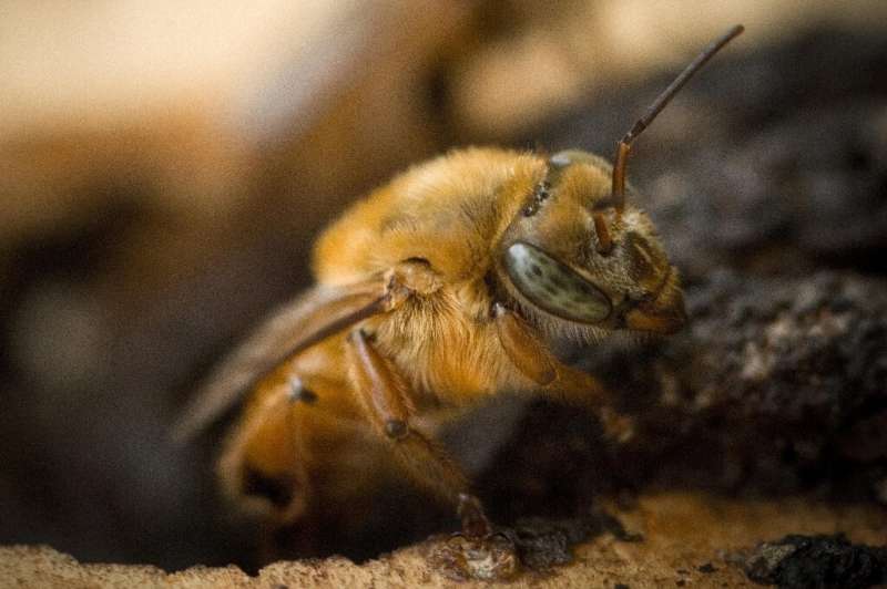 A native Brazilian ucuru bee