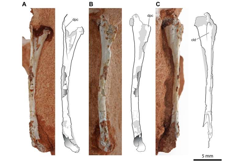 A new 225-million-year-old reptile from Brazil