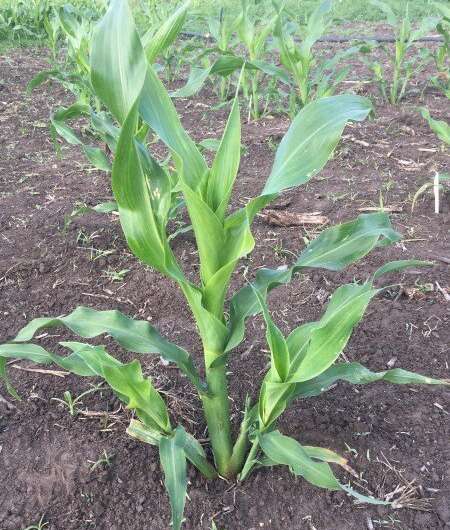 A new alliance: Corn with tillers work well together in restrictive environments