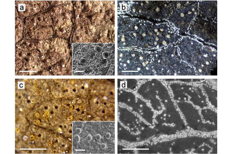 A new field of research: Crystal traces in fossil leaves