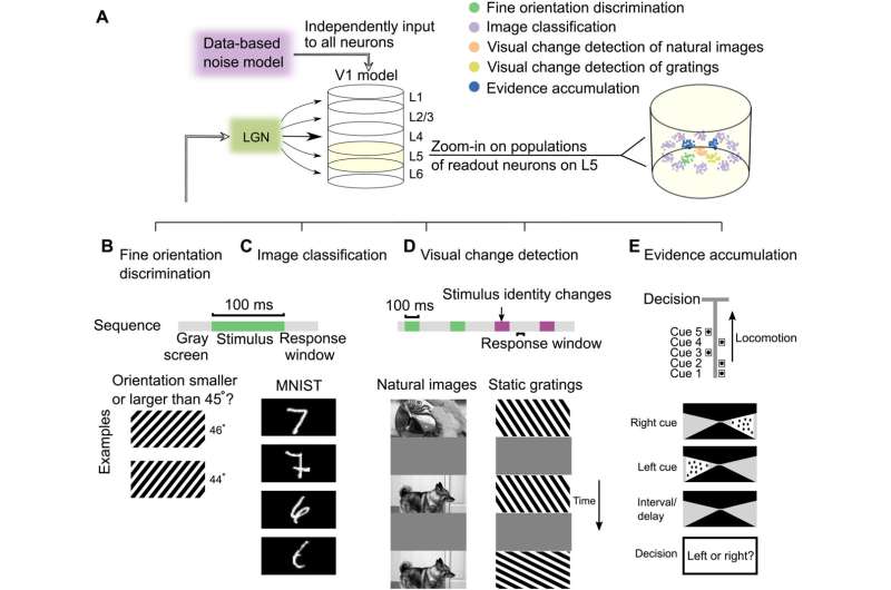 A new large-scale virtual model of the visual cortex is highly successful in solving visual tasks