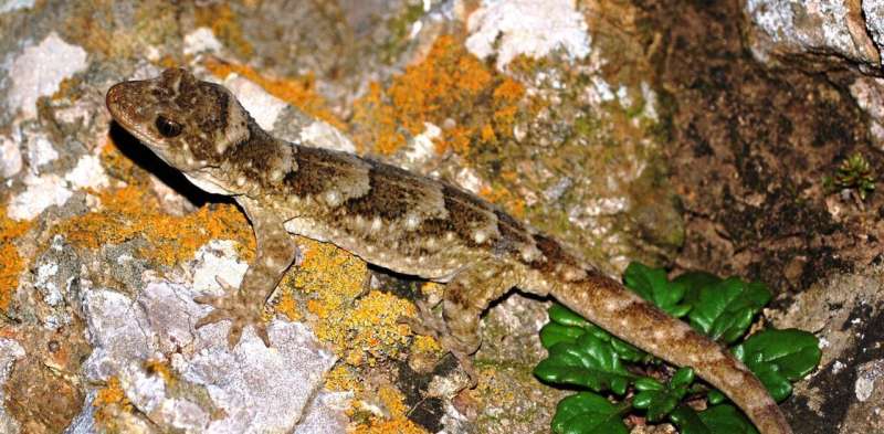 A new method of extracting ancient DNA from tiny bones reveals the hidden evolutionary history of New Zealand geckos