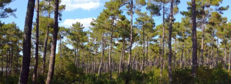 A new model predicts forest tree growth in new environments