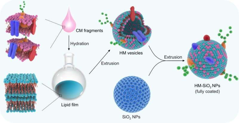 A new paradigm to enhance tumour targeting with biomimetic nanovectors