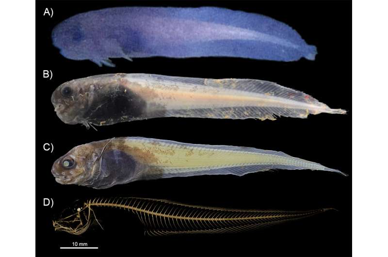 A new species of deep-sea fish discovered in the Atacama Trench
