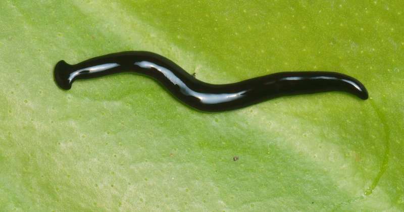 A new species of flatworm in our gardens that comes from Asia: Humbertium covidum
