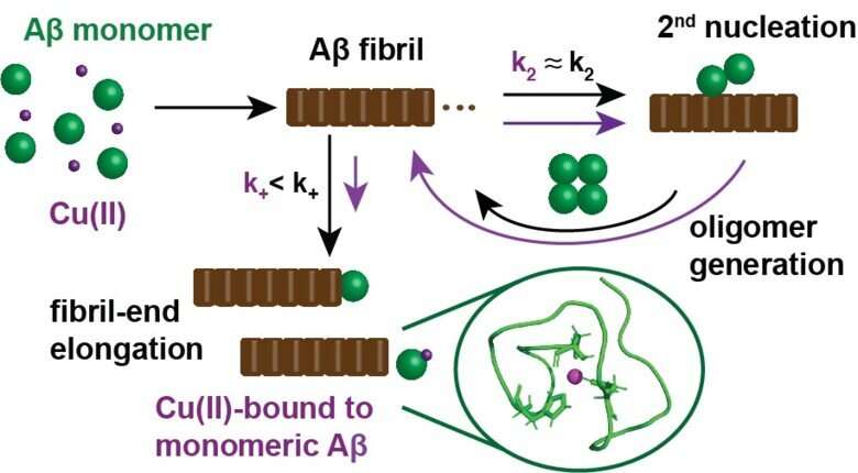 A new study about the effect of copper ions on the aggregation of the Alzheimer's-associated Aβ peptide