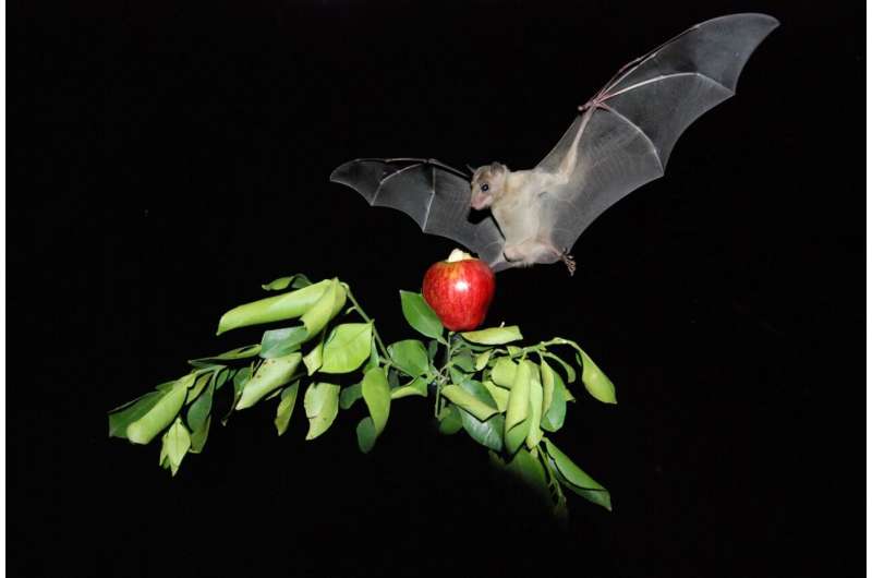a new study has concluded that: There is no clear evidence that COVID-19 was transmitted from bats