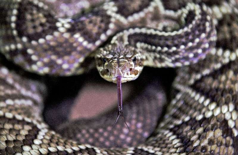 A new study has described the &quot;hemiclitores&quot; of snakes for the first time