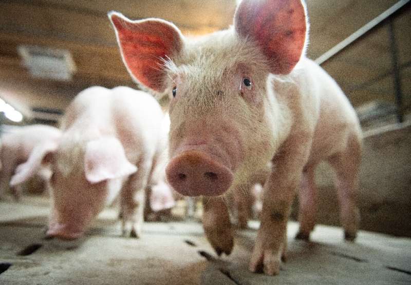 A new technique can revive the cells and organs of pigs an hour after death, offering hope for future human organ donations