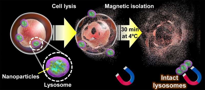 A new technique for isolating intact lysosomes from cell cultures