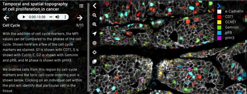 A new tool makes high-resolution imaging data on human tissues easier to understand and use