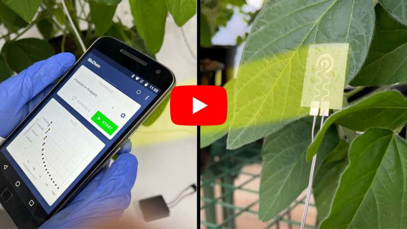 Une nouvelle technologie portable — pour les plantes (vidéo)