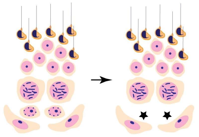 A newly identified stem cell regulator enables lifelong sperm production