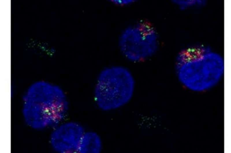 A novel nanoplatform for delivering drugs into lymphocytes