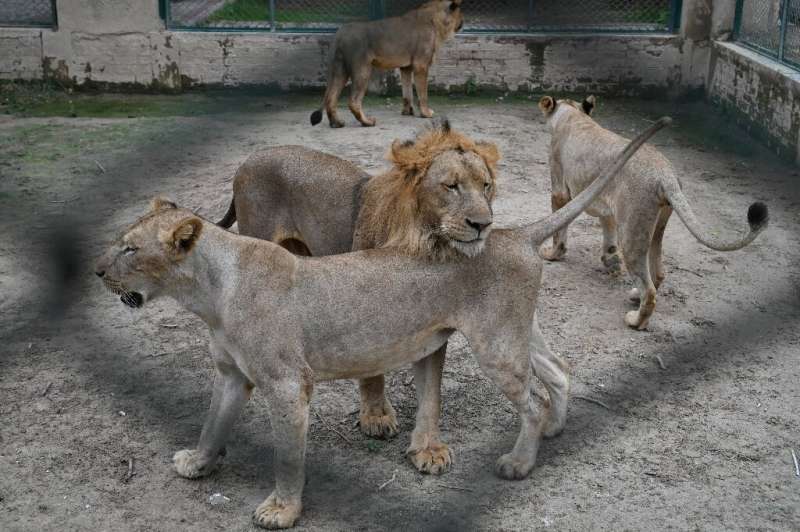 A Pakistani zoo is selling a dozen of its 29 lions to private buyers to make room