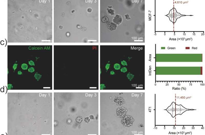 A peptide hydrogel for efficient production of cell spheroids
