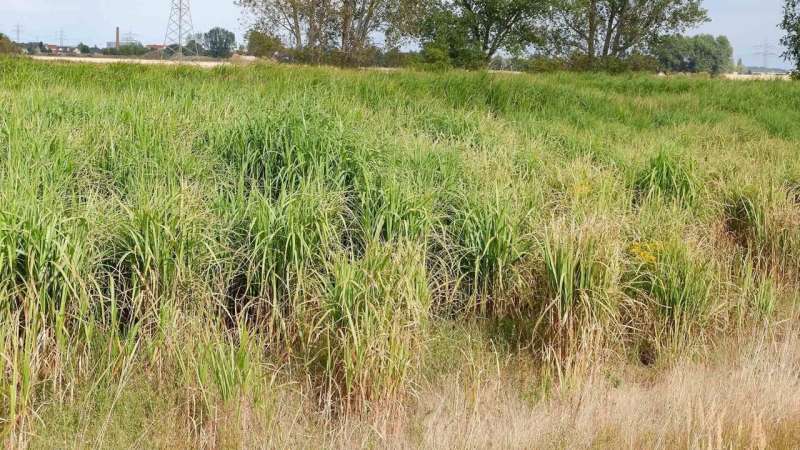 A perennial grass could mitigate climate change in the Midwest | NSF