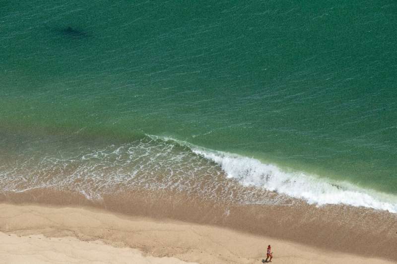 A person runs as a great white shark swims just meters (yards) away on the Cape Cod National Sea Shore on the eastern side of Ca