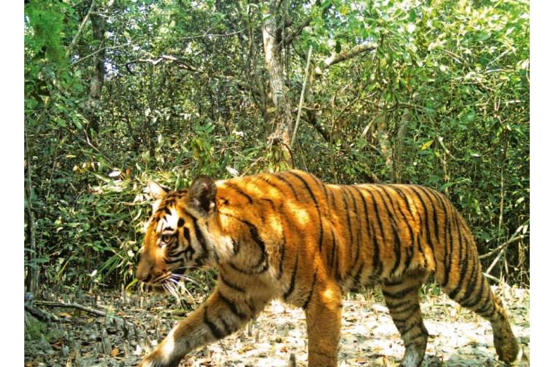 A picture released by the Bangladesh Forest Department shows a Bengal tiger in 2018