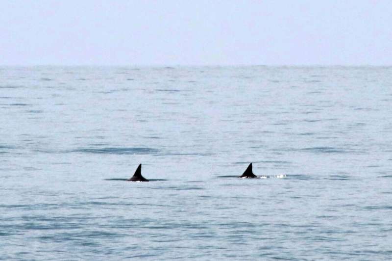 A picture released by the Sea Shepherd environmental organization shows two vaquita marina porpoises in the Gulf of California, 