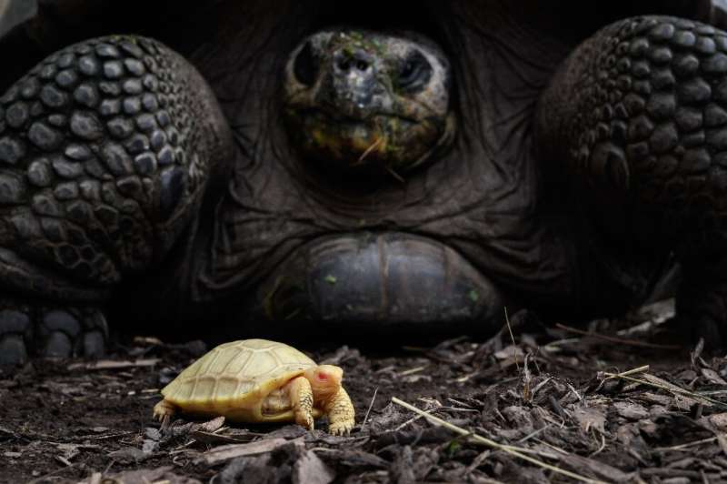 A picture taken on June 3, 2022 shows a unique albinos Galapagos giant tortoise baby, born on May 1, next to its mother at the T