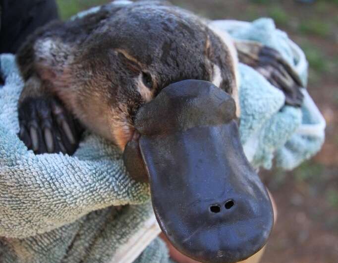 A platypus held by the researchers near a river dam in Australia
