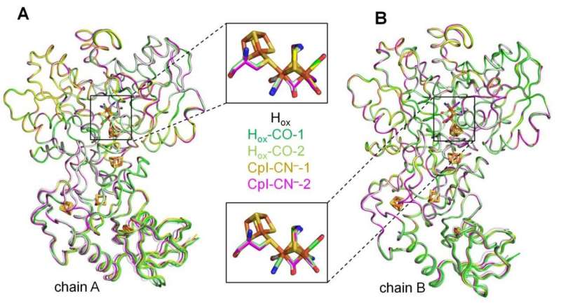 A poison helps to understand molecular hydrogen-producing biocatalysts