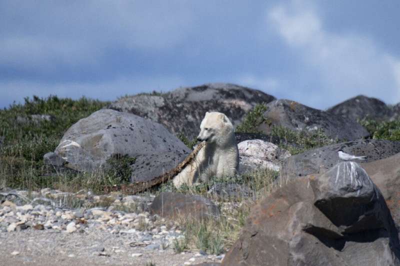 A polar bear eats the remains of a beluga whale on an island outside Churchill, northern Canada