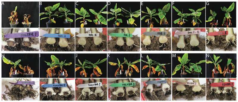 A possible way to give Cavendish bananas resistance to TR4 fungus