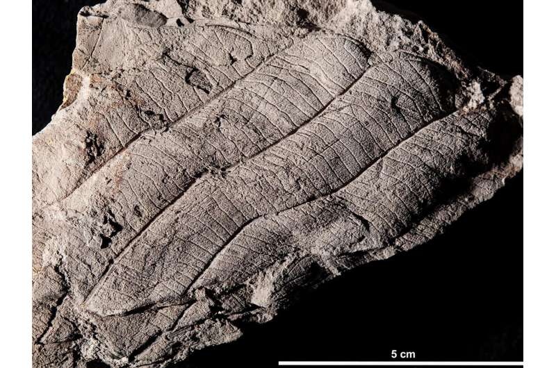 A prehistoric forest grows in Brunei