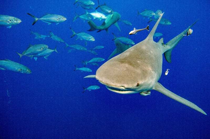A proposal would place all 54 species of the requiem shark and hammerhead shark families on appendix II of CITES
