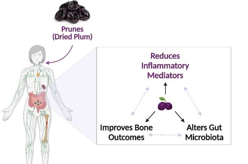 A prune—or six—a day may keep inflammation at bay