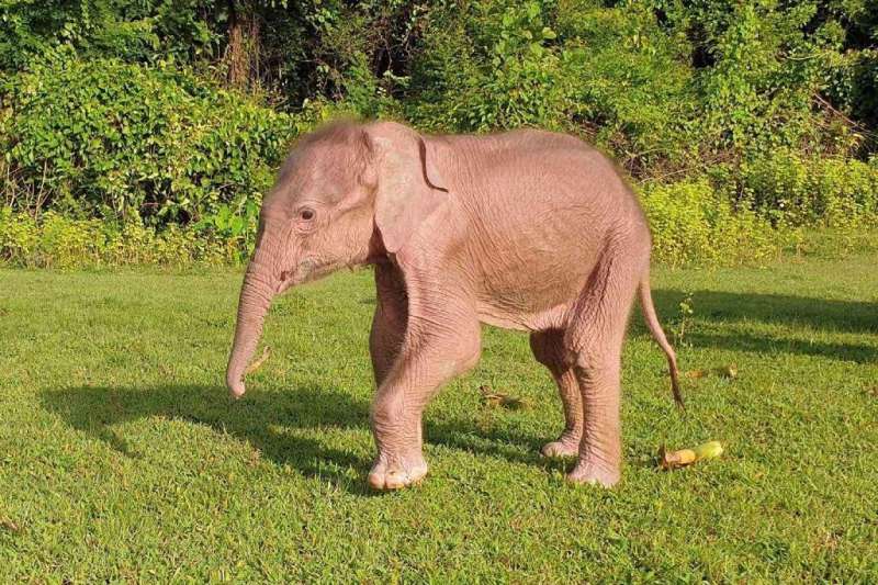 A rare white elephant born in Myanmar's western Rakhine state is seen walking around Taungup township on Tuesday