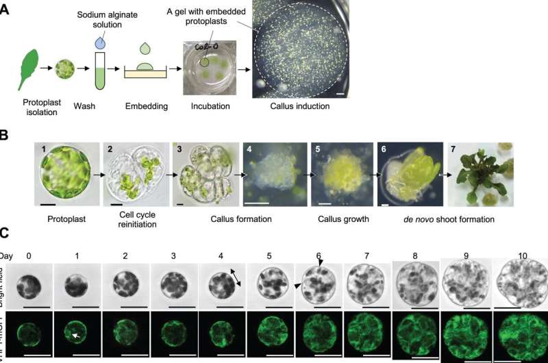 A recipe for creating a new plant from a single differentiated cell