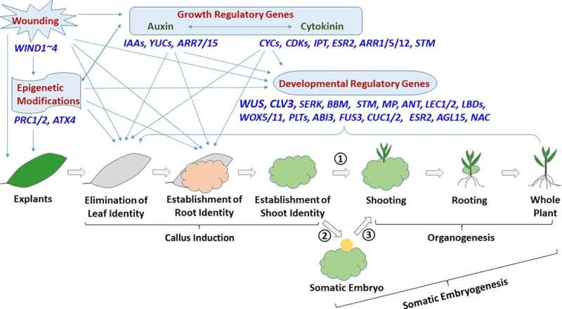 A review article clarifies genotype-independent plant transformation
