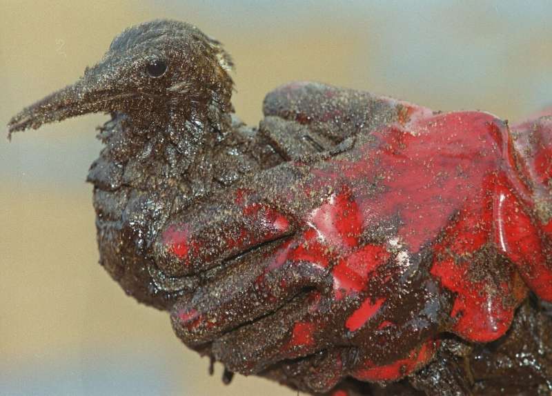 A seabird covered in oil when the tanker Erika sank off western France